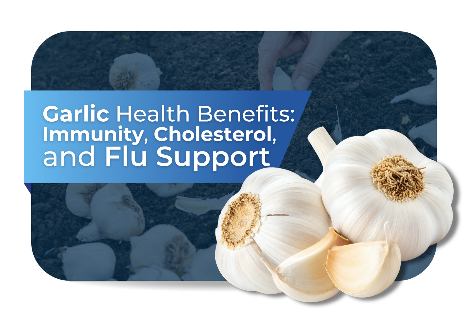 Garlic Health Benefits: Immunity, Cholesterol, and Flu Support