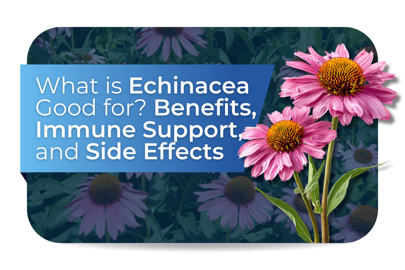 What Is Echinacea Good For? Benefits, Immune Support, and Side Effects