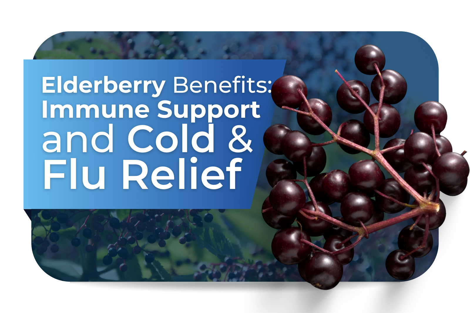 Elderberry Benefits: Immune Support and Cold & Flu Relief