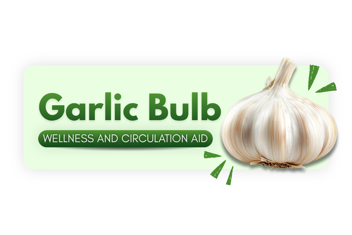 Garlic bulb wellness and circulation aid ingredient representing its role in supporting cardiovascular health and overall immune wellness