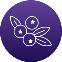 <strong>Elderberry</strong>