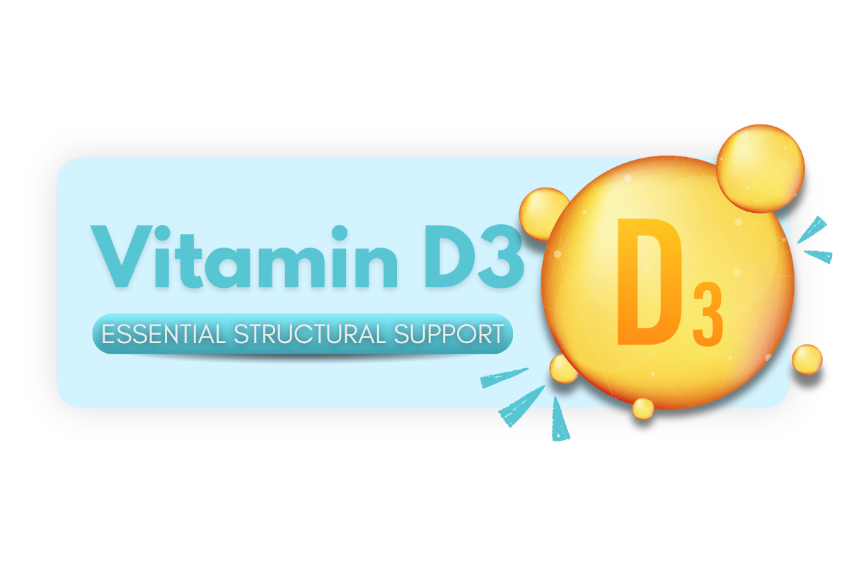 Vitamin D3 essential structural support representing its role in maintaining bone health immune function and overall body support